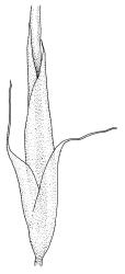 Sclerodontium pallidum, perichaetium and seta base. Drawn from J.E. Beever 22-64, CHR 104668.
 Image: R.C. Wagstaff © Landcare Research 2018 